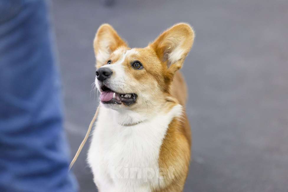 Собаки в других городах Московской области: Василиса для ответственных владельцев. Девочка, Бесплатно - фото 8