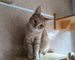 Кошки в Москве: Редкое рыжее чудо с тихим сердцем: Янтарка ищет дом, где снова научат верить Девочка, Бесплатно - фото 1