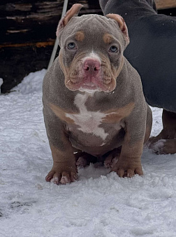 Продаются щенки породы Американский булли