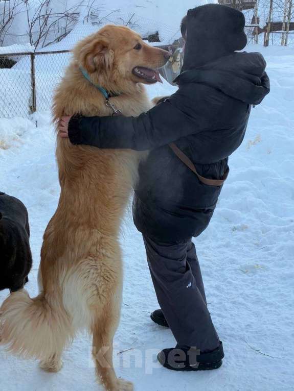 Собаки в Москве: Мягкий и пушистый Лучик ищет дом! Мальчик, Бесплатно - фото 5