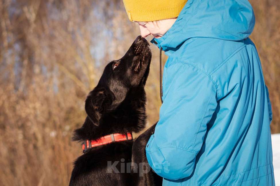 Собаки в Москве: Оникс ищет семью Мальчик, Бесплатно - фото 6
