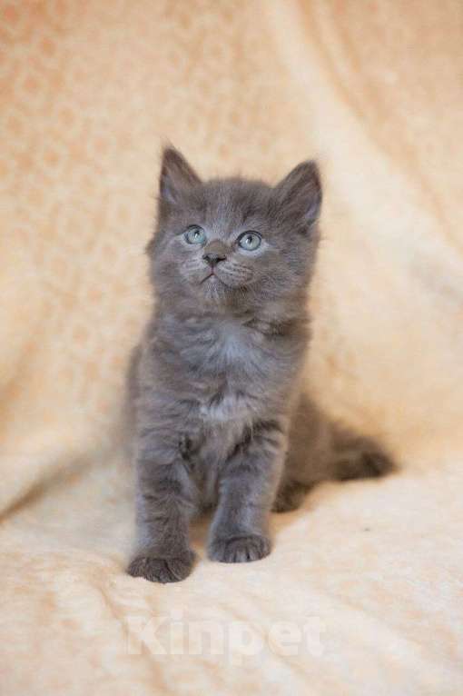 Кошки в Москве: Маленькие котята в добрые руки Мальчик, Бесплатно - фото 3