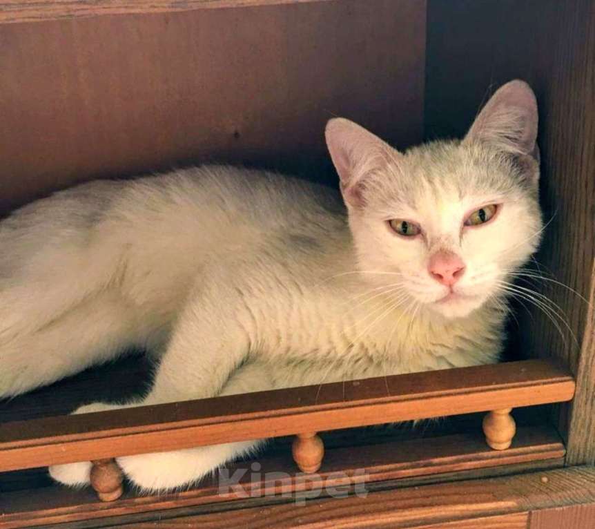Кошки в Москве: Бедный Альбус. Белый кот в добрые руки. Девочка, Бесплатно - фото 6