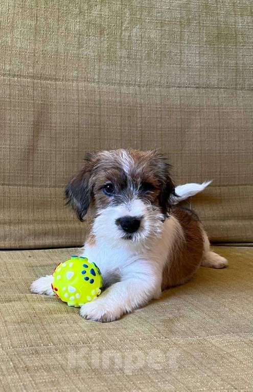 Собаки в Ростове-на-Дону: Щенки жесткошерстного Джек Рассел терьера, 3 месяца Мальчик, 40 000 руб. - фото 2