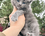 Кошки в Санкт-Петербурге: Шикарный голубой Мейн Кун  Мальчик, 60 000 руб. - фото 2
