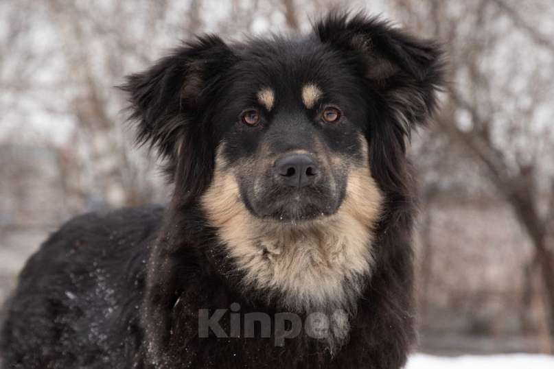 Собаки в Москве: Красотка-модель Лекси в поисках дома, 1 год Девочка, 1 руб. - фото 5