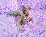 Кошки в Санкт-Петербурге: Рыжий котенок 1,5 мес в надежные ручки Мальчик, 200 руб. - фото 7
