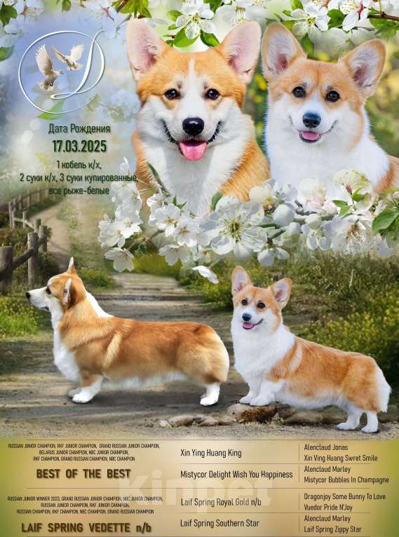 Собаки в Твери: Щенок вельш корги пемброк  Девочка, 100 000 руб. - фото 8