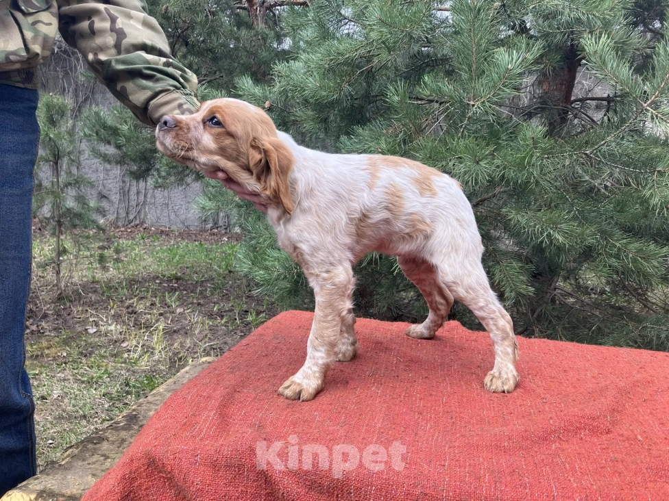 Собаки в Твери: Продаются щенки бретонского эпаньола Девочка, Бесплатно - фото 3