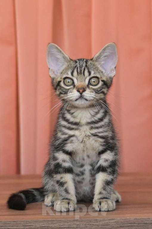 Кошки в Москве: Котенок Американской короткошерстной породы Мальчик, 75 000 руб. - фото 4