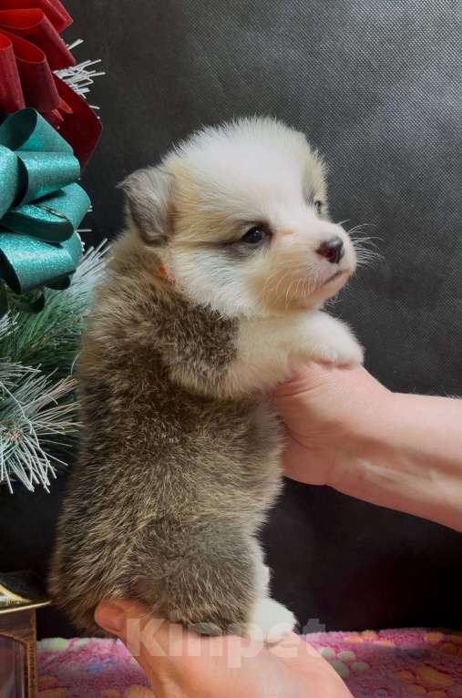 Собаки в Москве: Вельш корги пемброк девочка без хвостика Девочка, 50 000 руб. - фото 8