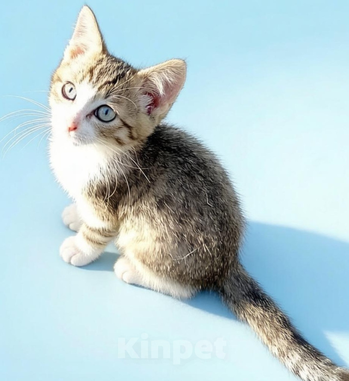 Кошки в Лобне: Особеный котик ищет дом Мальчик, Бесплатно - фото 5