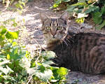 Кошки в Краснодаре: Серый, умный, смелый тигренок в добрые руки Мальчик, 1 руб. - фото 1
