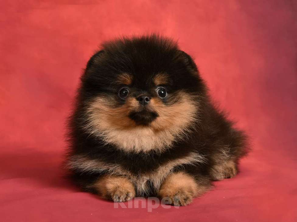 Собаки в Москве: Померанский карликовый шпиц мини ( девочка Киви) а Девочка, 40 000 руб. - фото 2