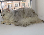 Кошки в Москве: Шотландский длинношерстный прямоухий мальчик Мальчик, 15 000 руб. - фото 6