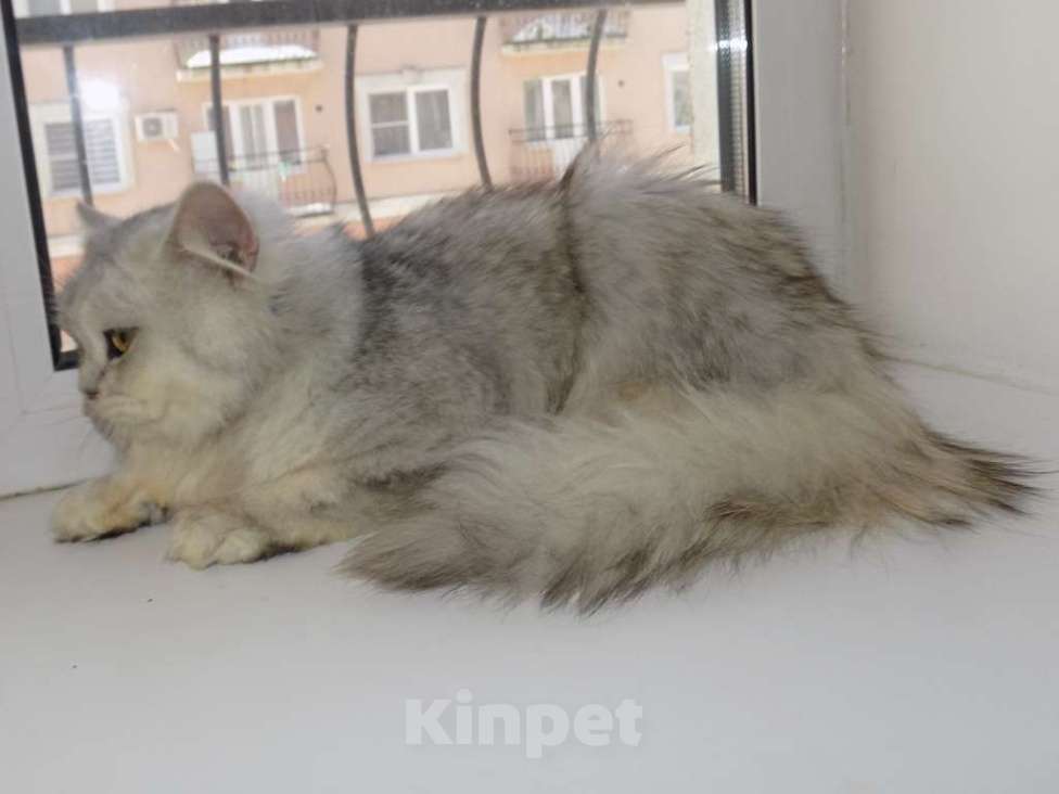 Кошки в Москве: Шотландский длинношерстный прямоухий мальчик Мальчик, 15 000 руб. - фото 6