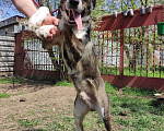 Собаки в Краснодаре: ДЖЕМ СУПЕР ОХРАННИК Мальчик, Бесплатно - фото 10