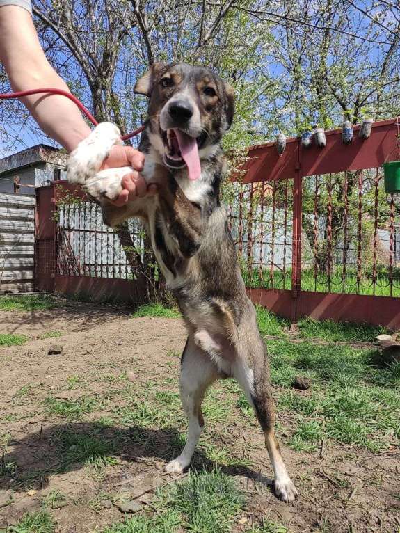 Собаки в Краснодаре: ДЖЕМ СУПЕР ОХРАННИК Мальчик, Бесплатно - фото 10