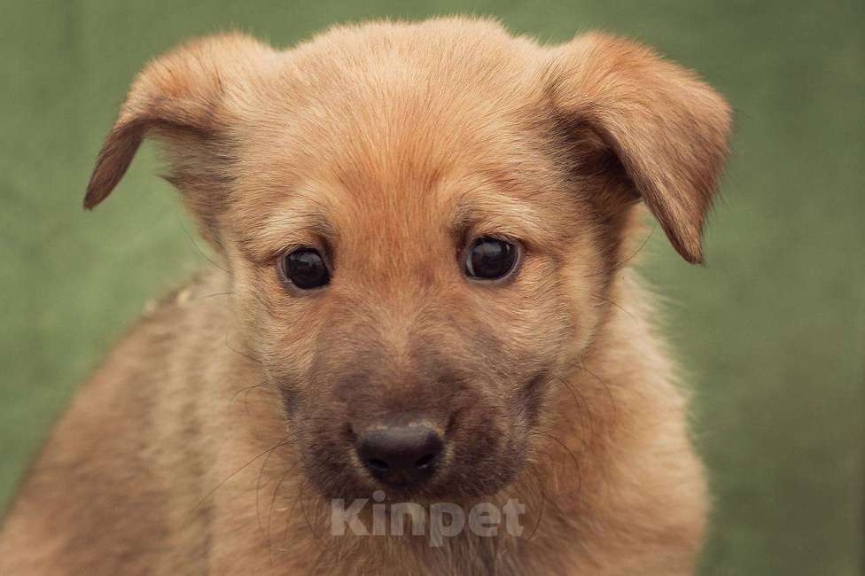 Собаки в Москве: щенок Бублик в добрые руки Мальчик, Бесплатно - фото 1