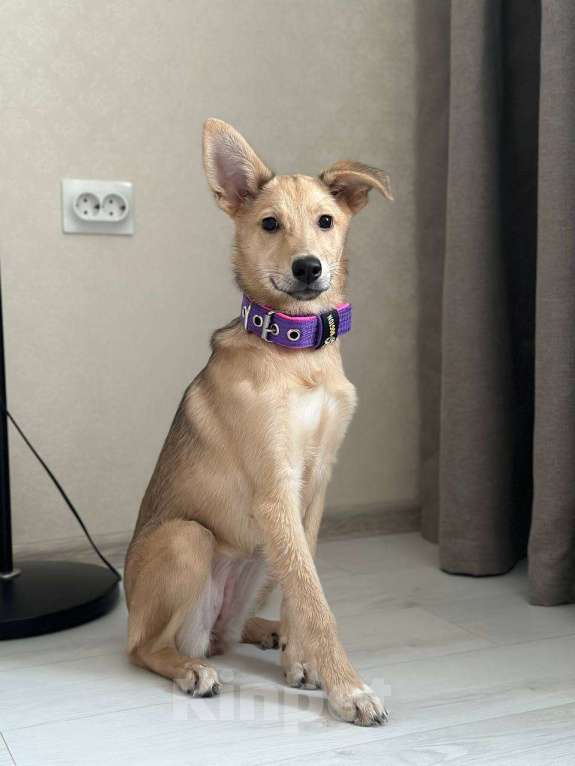 Собаки в Уфе: Щенок Девочка, 300 руб. - фото 4