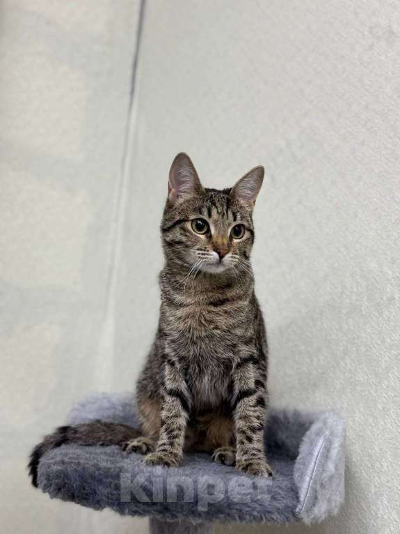 Кошки в Москве: Муся ищет дом и любящих хозяев!  Девочка, Бесплатно - фото 2