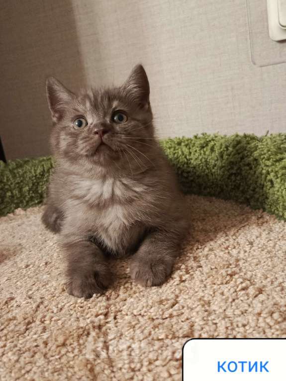 Кошки в Всеволожске: Шикарный малышок окрас шоколад Мальчик, 20 000 руб. - фото 2