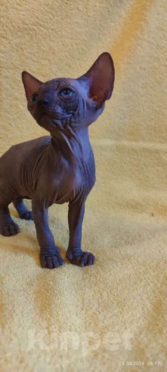 Кошки в Москве: Котенок канадского сфинкса Мальчик, 35 000 руб. - фото 2