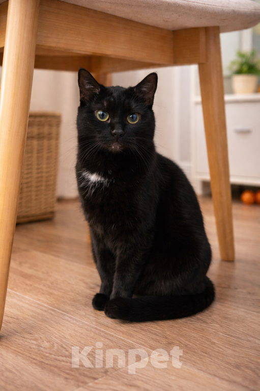 Кошки в Мурином: Спокойная кошка Мави ищет хозяина Девочка, Бесплатно - фото 1