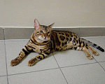 Кошки в Краснодаре: Бенгал на вязку, 3 000 руб. - фото 1