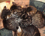 Кошки в Ливны: Сибирские котята резерв, 9 999 руб. - фото 3