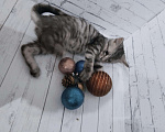 Кошки в Рязани: Котятки, Бесплатно - фото 5