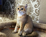 Кошки в Дмитровске: Шотландские золотые котята из питомника, 15 000 руб. - фото 4