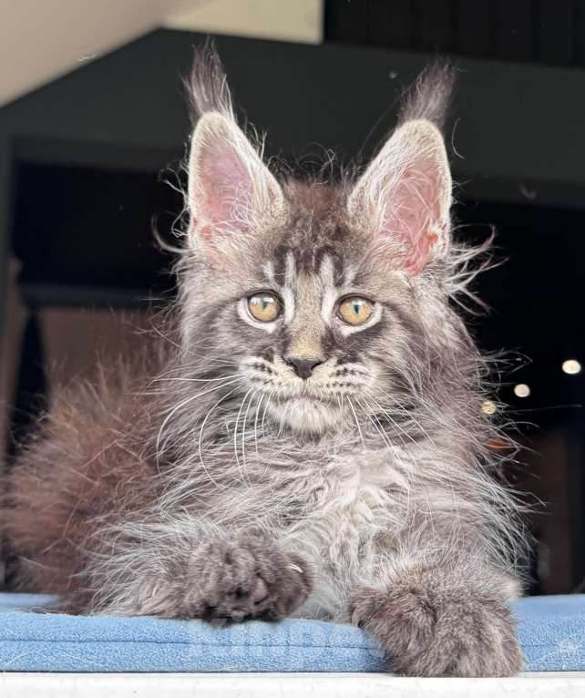 Кошки в Москве: Кот Мейн Кун Veyron Fancy Девочка, 80 000 руб. - фото 5