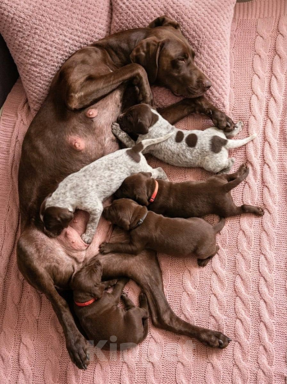 Собаки в Москве: Рождение помёта немецкого курцхаара о Габби и Тора Разнополые, 80 000 руб. - фото 2