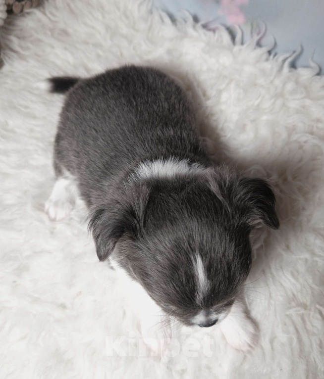 Собаки в Москве: Голубая шелковая красавица Девочка, 120 000 руб. - фото 2