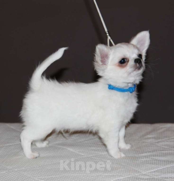 Собаки в Санкт-Петербурге: Белоснежный мальчик  Мальчик, 50 000 руб. - фото 2