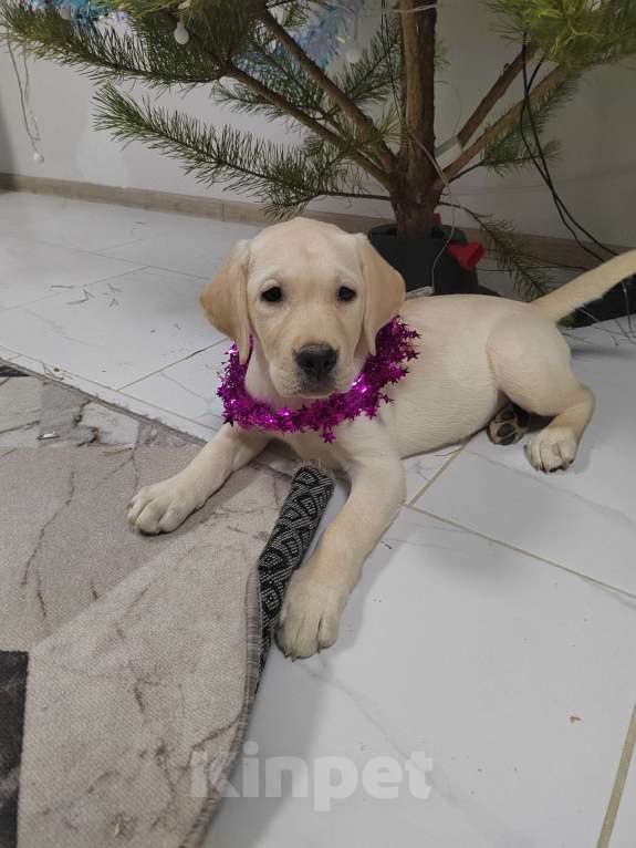 Собаки в Екатеринбурге: К переезду готовы щенки Лабрадора.  Девочка, Бесплатно - фото 2