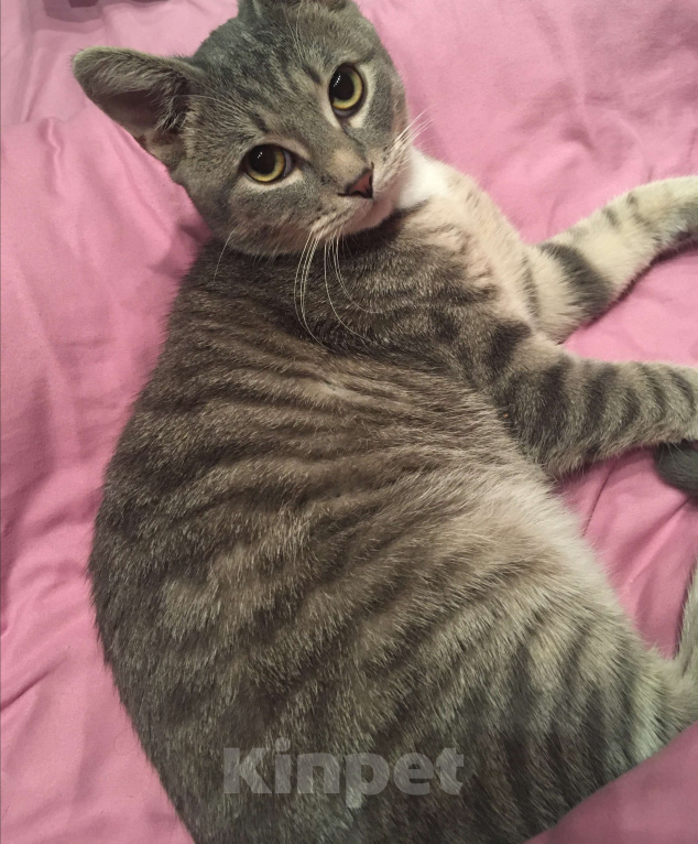 Кошки в Владимире: Пропал кот! Мальчик, Бесплатно - фото 3