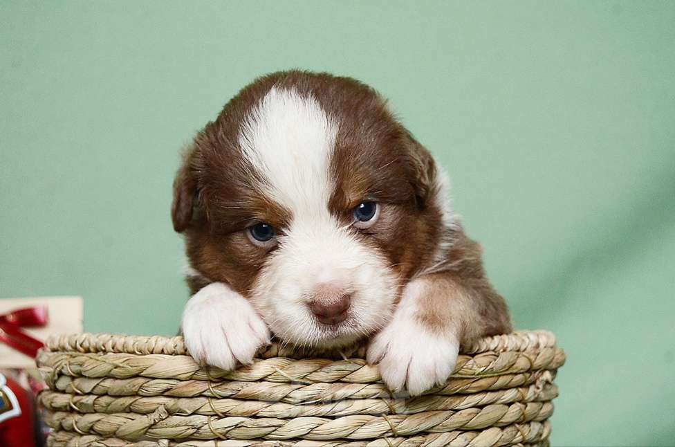 Собаки в Екатеринбурге: Австралийская овчарка (Аусси) Мальчик, 70 000 руб. - фото 4