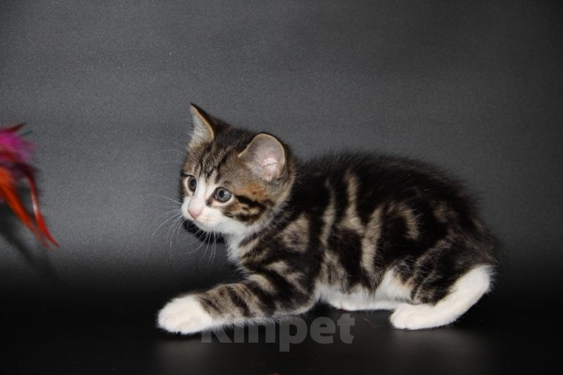 Кошки в Чебоксарах: Курильский бобтейл, котик Мальчик, Бесплатно - фото 8