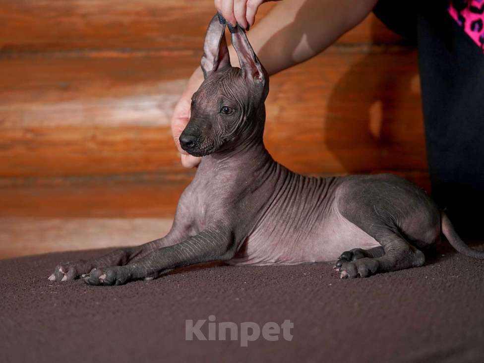 Собаки в Александрове: Ксолоитцкуинтли стандартного размера  Девочка, Бесплатно - фото 1