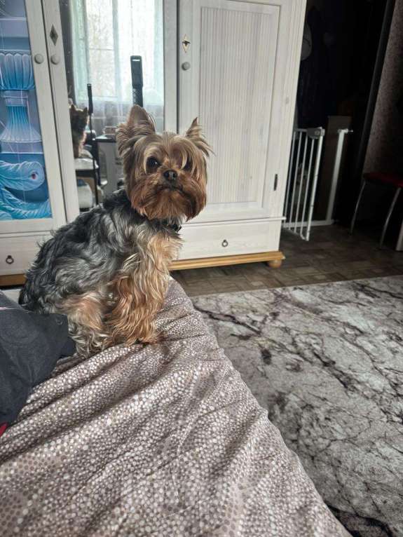 Собаки в Новочебоксарске: Щенки Бивер-Йорка Девочка, 25 000 руб. - фото 5