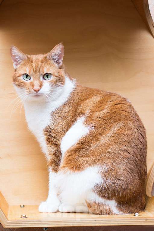 Кошки в Москве: Гуля-бабуля Девочка, 1 руб. - фото 3