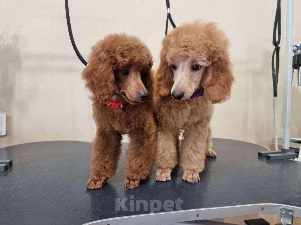 Собаки в Красноярске: Щенки миниатюрного рыжего пуделя Девочка, Бесплатно - фото 9