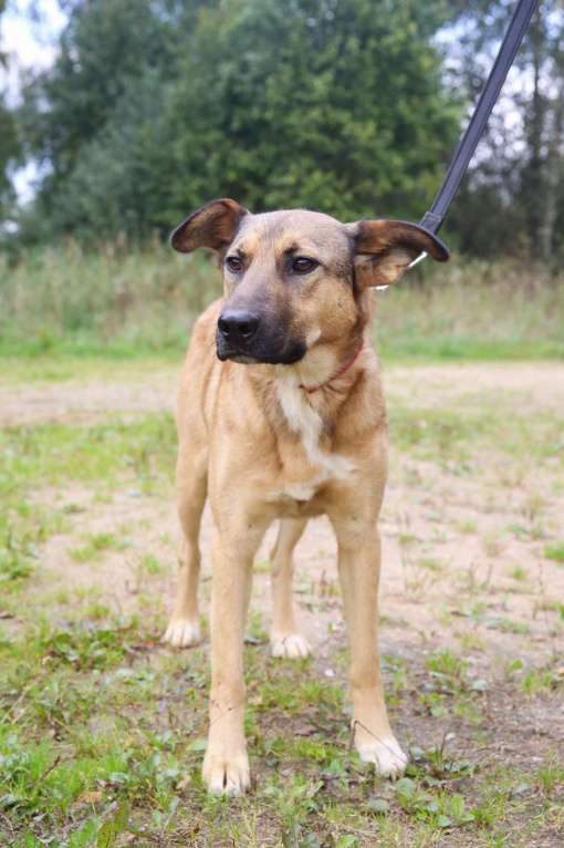 Собаки в Москве: Яся Девочка, Бесплатно - фото 2