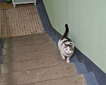Кошки в Голицыно: Найден кот! п. Покровское, Одинцовский р-н. Мальчик, 1 руб. - фото 1