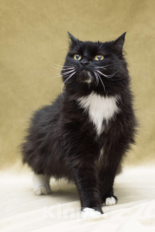 Кошки в Москве: Оставили во дворе Девочка, Бесплатно - фото 1