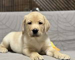 Собаки в других городах Московской области: Щенок лабрадора Мальчик, 80 000 руб. - фото 5