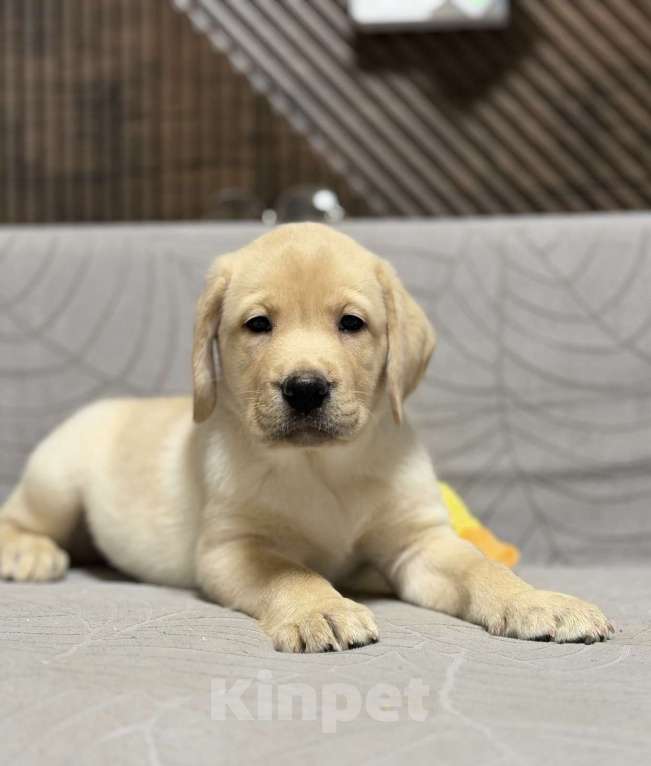 Собаки в других городах Московской области: Щенок лабрадора Мальчик, 80 000 руб. - фото 5