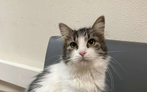 Ласковая кошечка в добрые руки